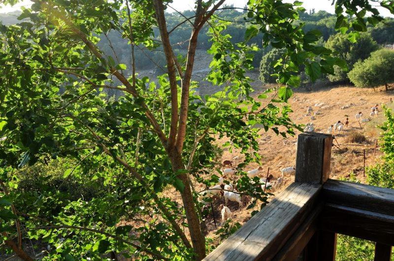 פסגת מתת Pisgat Mattat Villa Ngoại thất bức ảnh