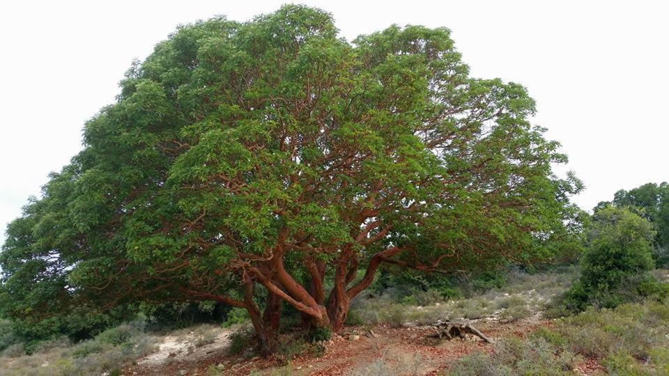 פסגת מתת Pisgat Mattat Villa Ngoại thất bức ảnh